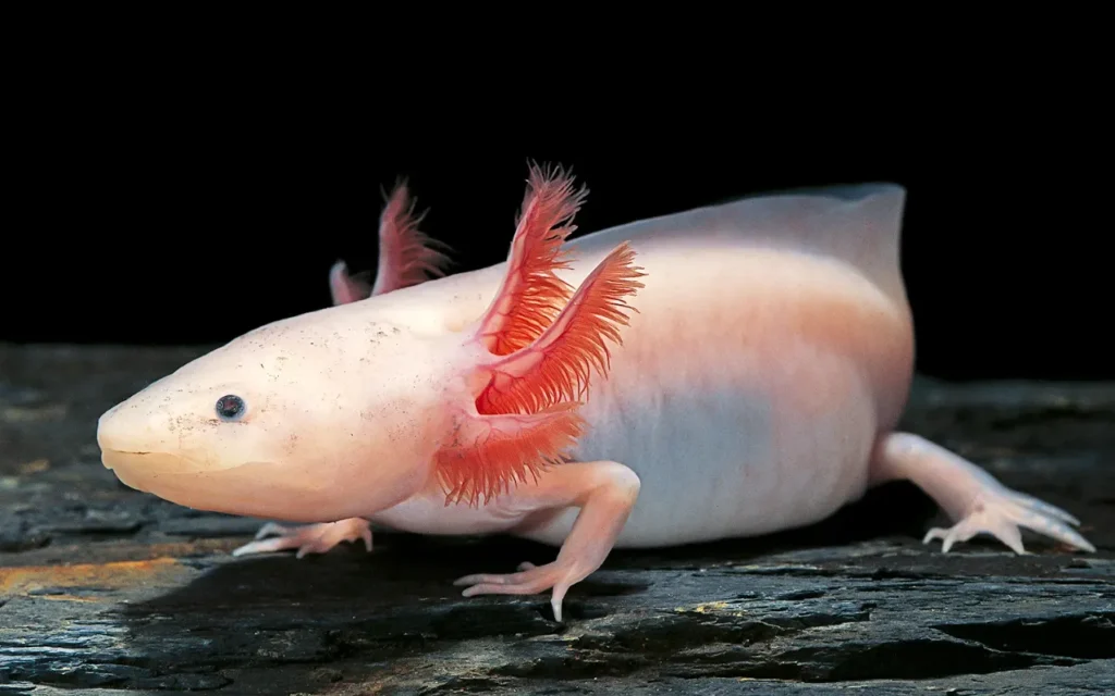 Axolotl Life Cycle From Tiny Larvae to the Fascinating “Forever Young” Salamander