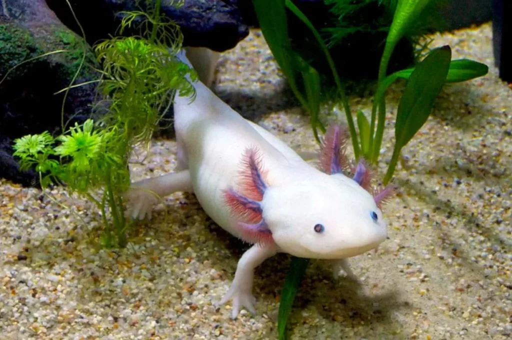 Axolotl Life Cycle From Tiny Larvae to the Fascinating “Forever Young” Salamander