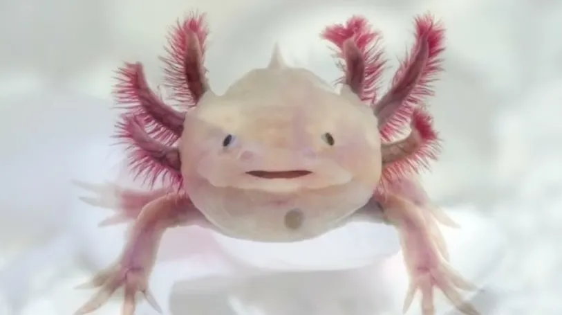 Axolotl Life Cycle From Tiny Larvae to the Fascinating “Forever Young” Salamander
