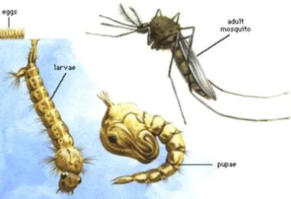 Cycle Life of Mosquito Complete Guide to Their Life Cycle, Survival, and Ecological Importance (2026)