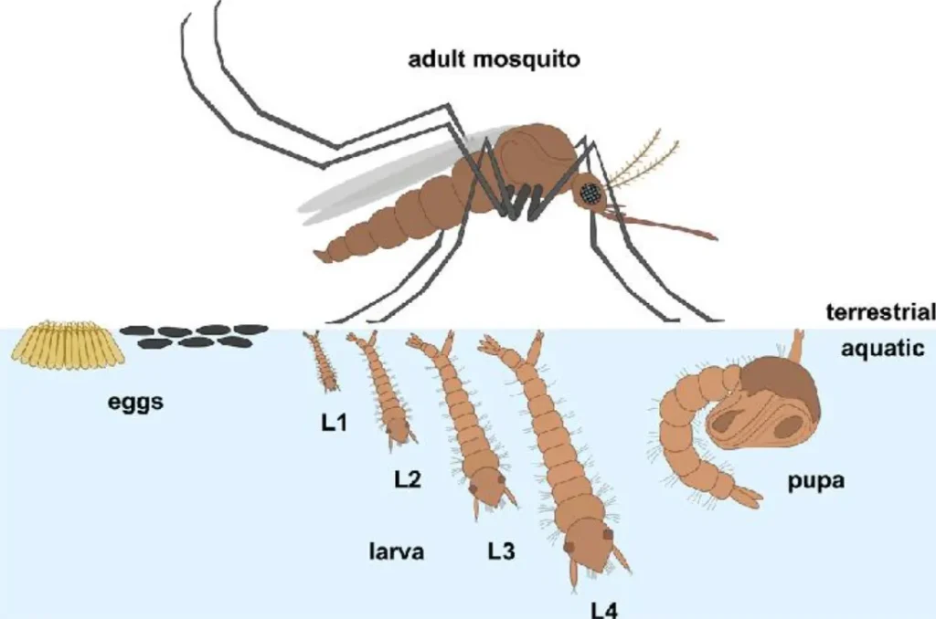 Cycle Life of Mosquito Complete Guide to Their Life Cycle, Survival, and Ecological Importance (2026)
