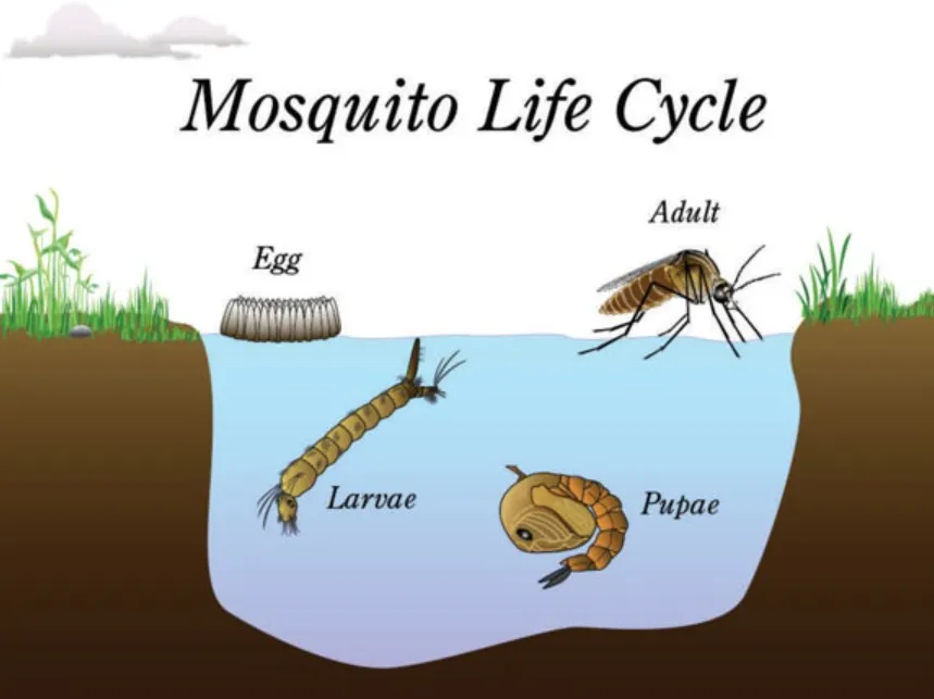 Cycle Life of Mosquito Complete Guide to Their Life Cycle, Survival, and Ecological Importance (2026)