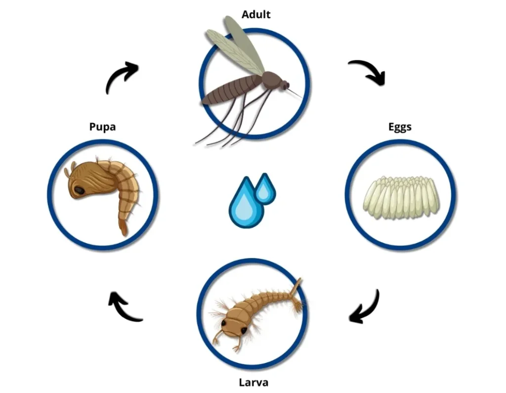Cycle Life of Mosquito Complete Guide to Their Life Cycle, Survival, and Ecological Importance (2026)
