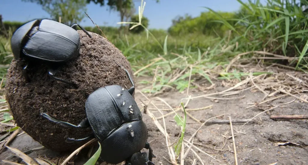 Darkling Beetle Life Cycle Complete Guide to Growth, Survival, and Ecological Importance (2026)