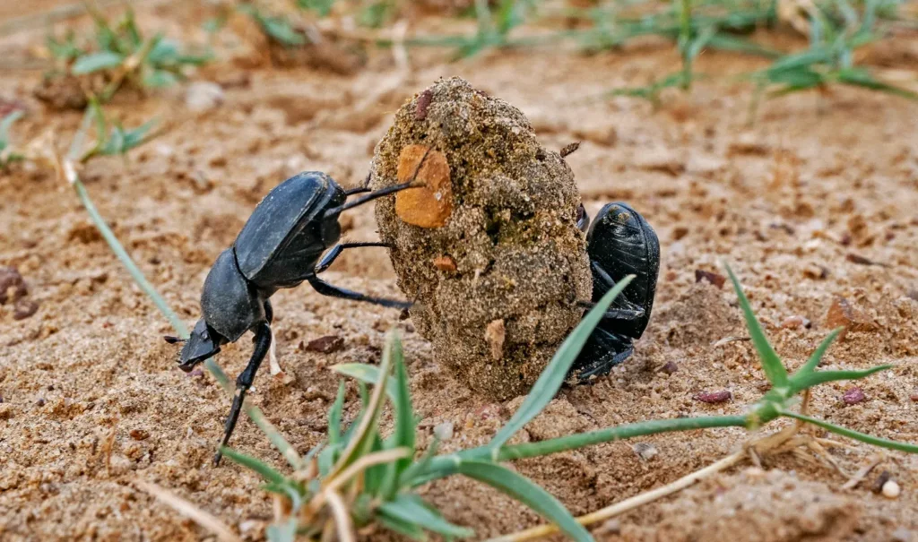 Darkling Beetle Life Cycle Complete Guide to Growth, Survival, and Ecological Importance (2026)