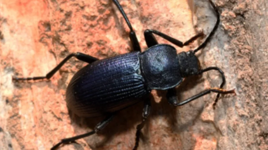 Darkling Beetle Life Cycle Complete Guide to Growth, Survival, and Ecological Importance (2026)