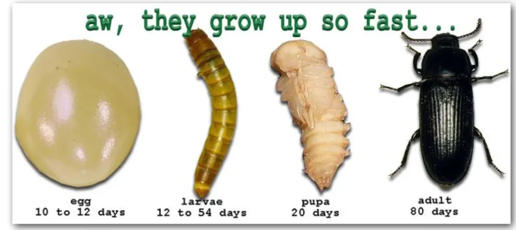 Darkling Beetle Life Cycle Complete Guide to Growth, Survival, and Ecological Importance (2026)