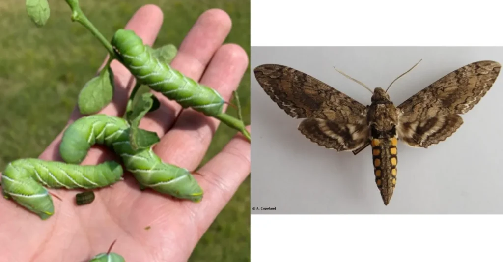 Hornworm Life Cycle Complete Guide to Tomato & Tobacco Hornworms in 2026