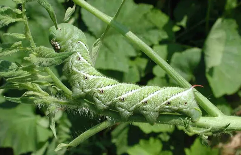 Hornworm Life Cycle Complete Guide to Tomato & Tobacco Hornworms in 2026