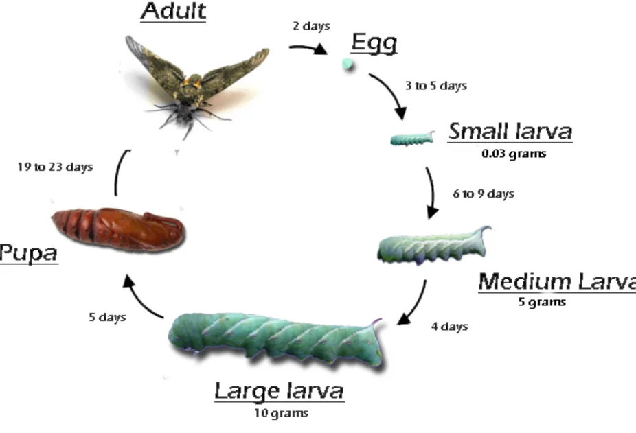 Hornworm Life Cycle Complete Guide to Tomato & Tobacco Hornworms in 2026
