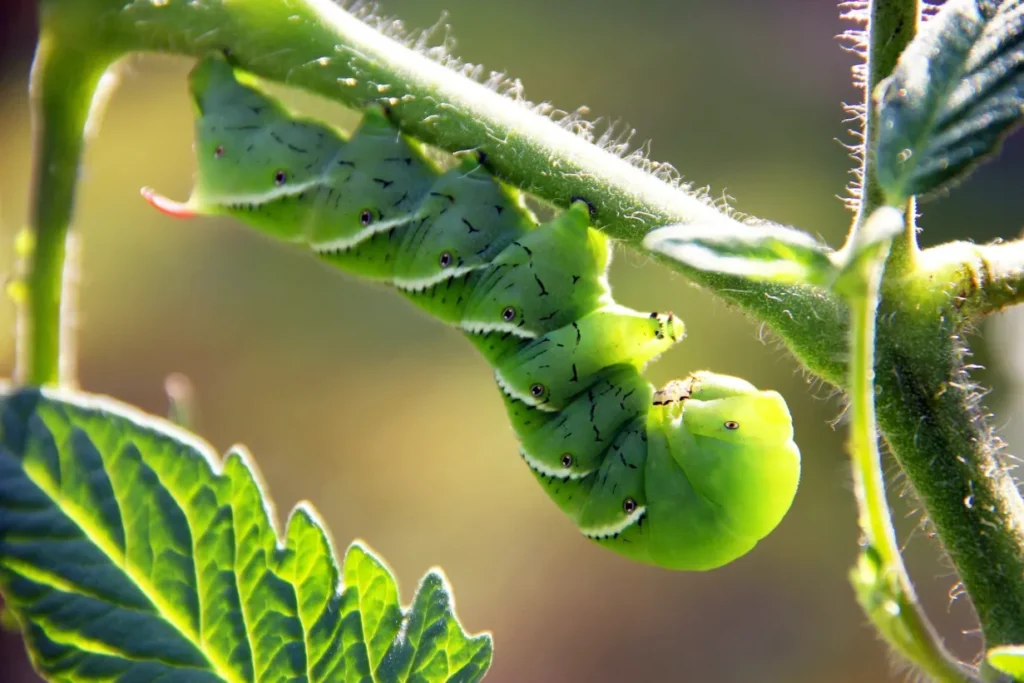 Hornworm Life Cycle Complete Guide to Tomato & Tobacco Hornworms in 2026