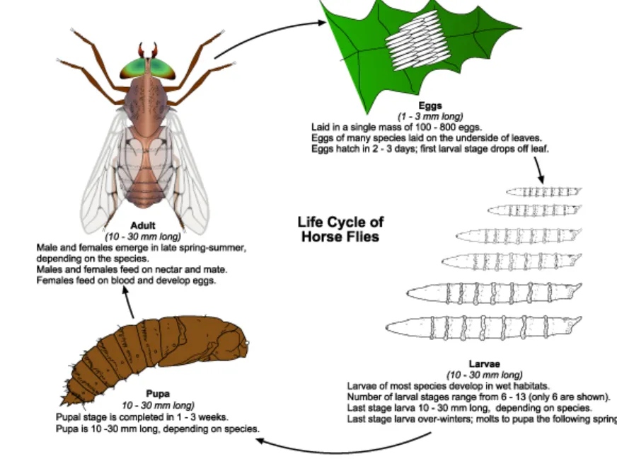 Horse Fly Larva Life Cycle Complete Guide to Growth, Behavior, and Ecological Role