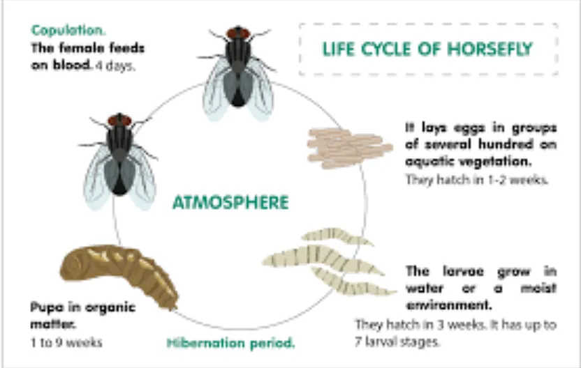 Horse Fly Larva Life Cycle Complete Guide to Growth, Behavior, and Ecological Role