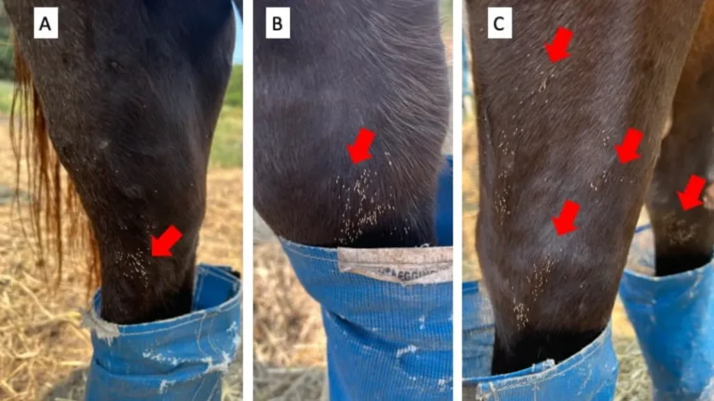 Horse Fly Larva Life Cycle Complete Guide to Growth, Behavior, and Ecological Role