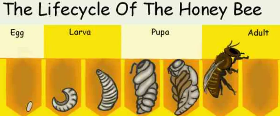 Hymenoptera Life Cycle (Byjus Explained) Complete Guide with Evolution, Ecology & Survival