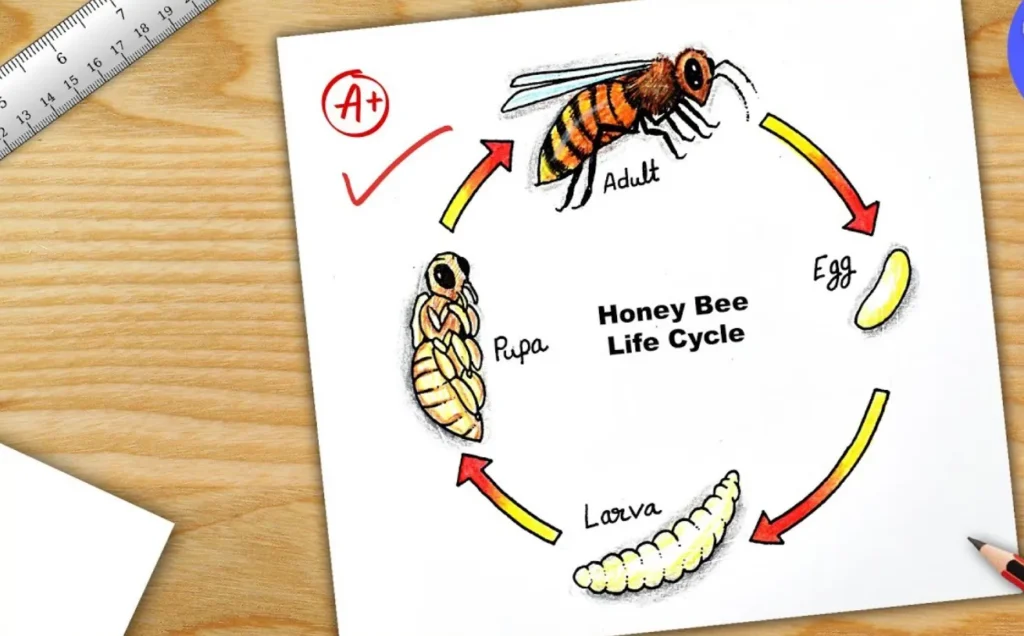 Hymenoptera Life Cycle (Byjus Explained) Complete Guide with Evolution, Ecology & Survival