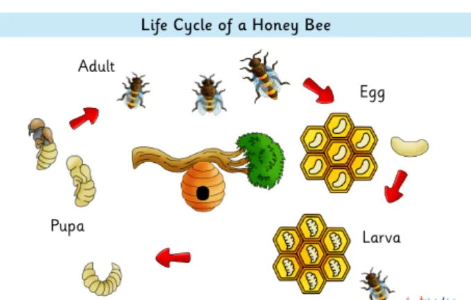 Hymenoptera Life Cycle (Byjus Explained) Complete Guide with Evolution, Ecology & Survival