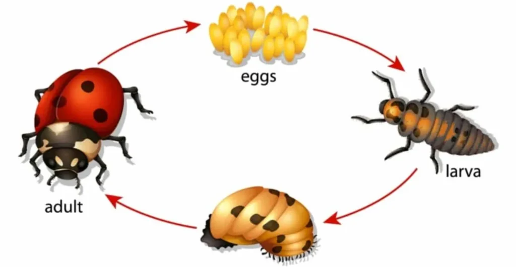 Ladybug Life Cycle From Tiny Egg to Helpful Garden Guardian