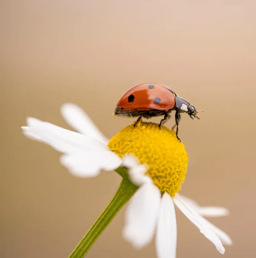 Ladybug Life Cycle From Tiny Egg to Helpful Garden Guardian
