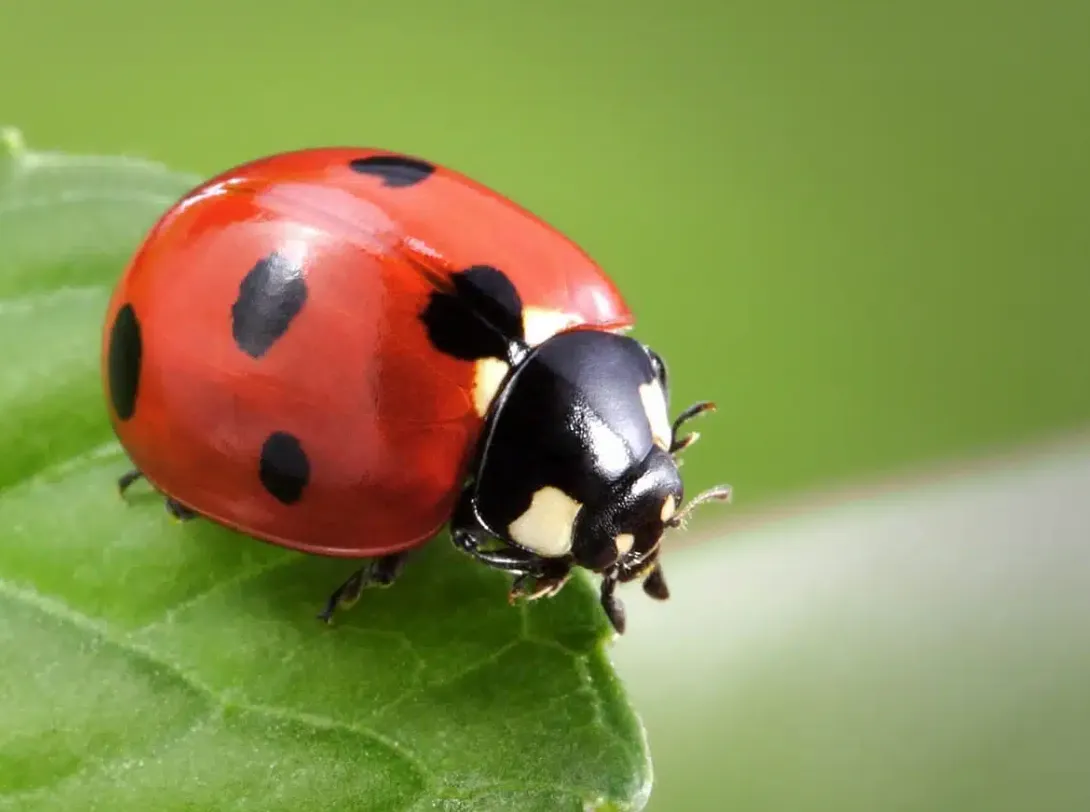 Ladybug Life Cycle From Tiny Egg to Helpful Garden Guardian