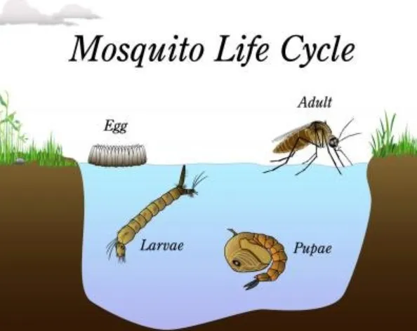 Life Cycle of a Mosquito Complete Guide to Growth, Survival, and Ecological Role