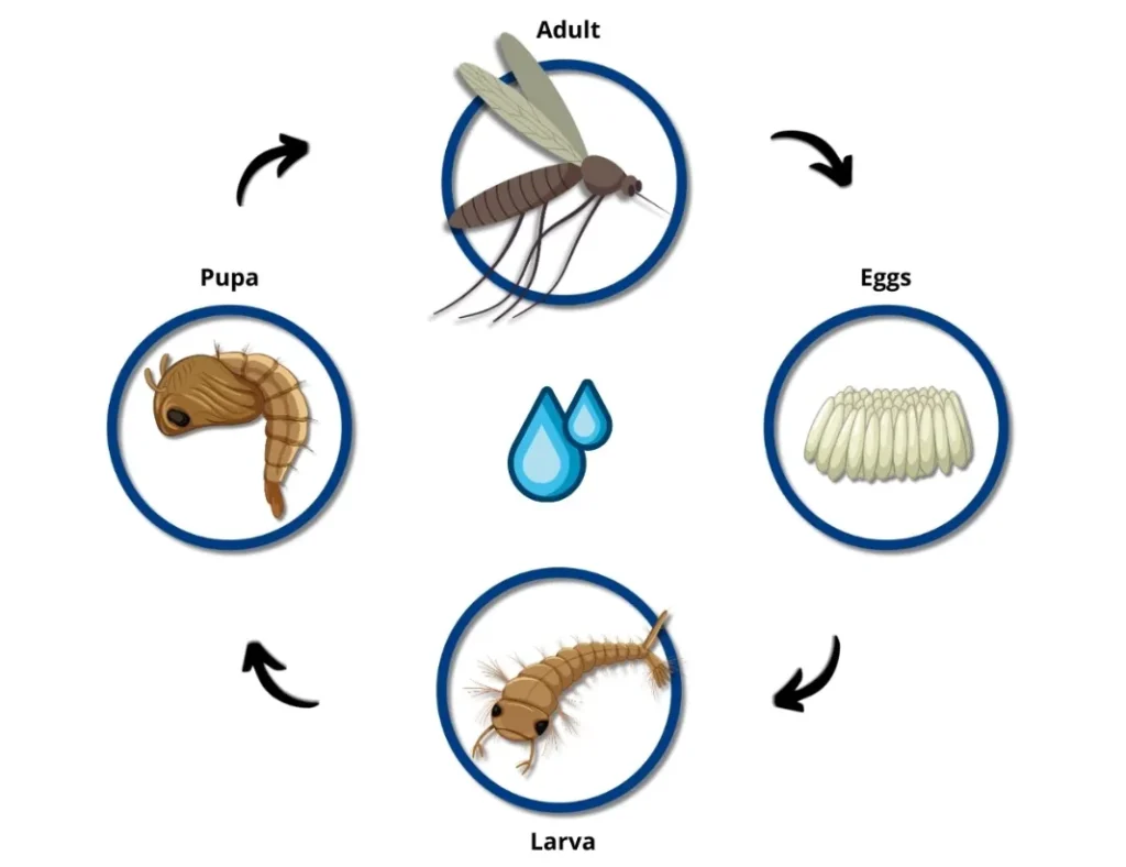 Life Cycle of a Mosquito Complete Guide to Growth, Survival, and Ecological Role