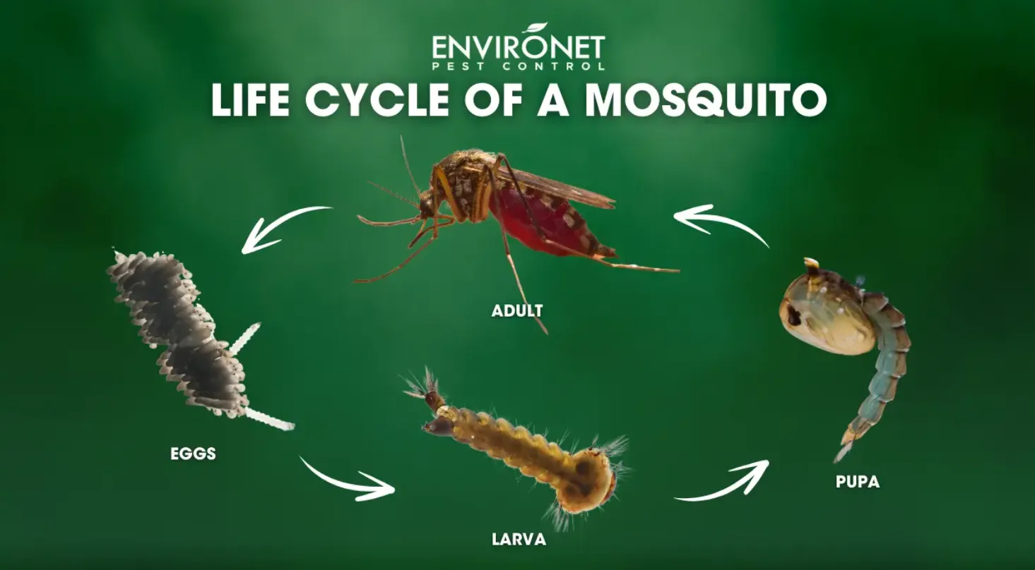 Life Cycle of a Mosquito Complete Guide to Growth, Survival, and Ecological Role