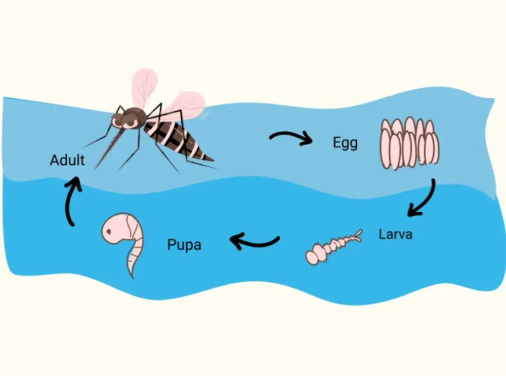Life Cycle of a Mosquito Complete Guide to Growth, Survival, and Ecological Role
