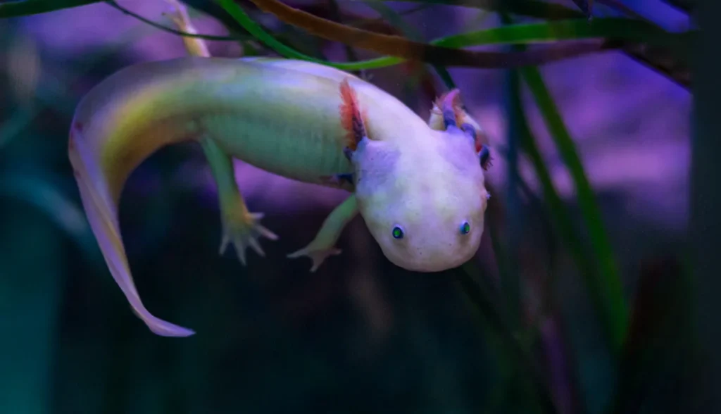 Axolotl Life Cycle