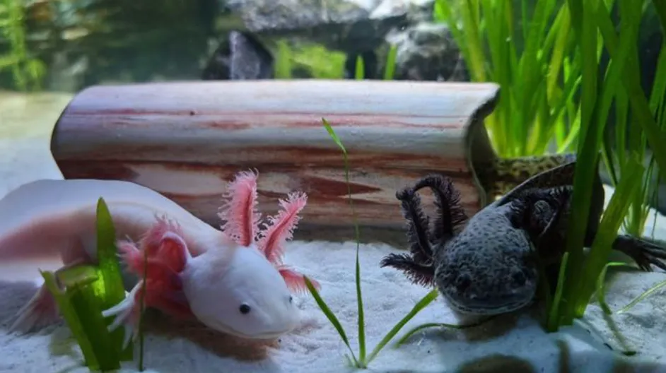 Axolotl Life Cycle