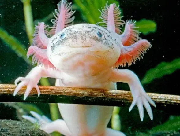 Axolotl Life Cycle