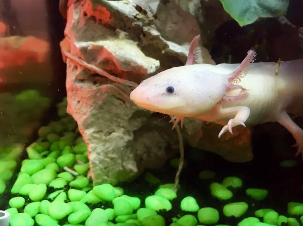 Axolotl Life Cycle