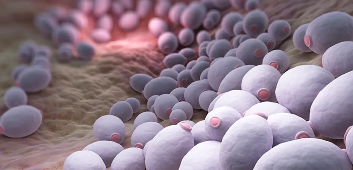 Fungal Life Cycle
