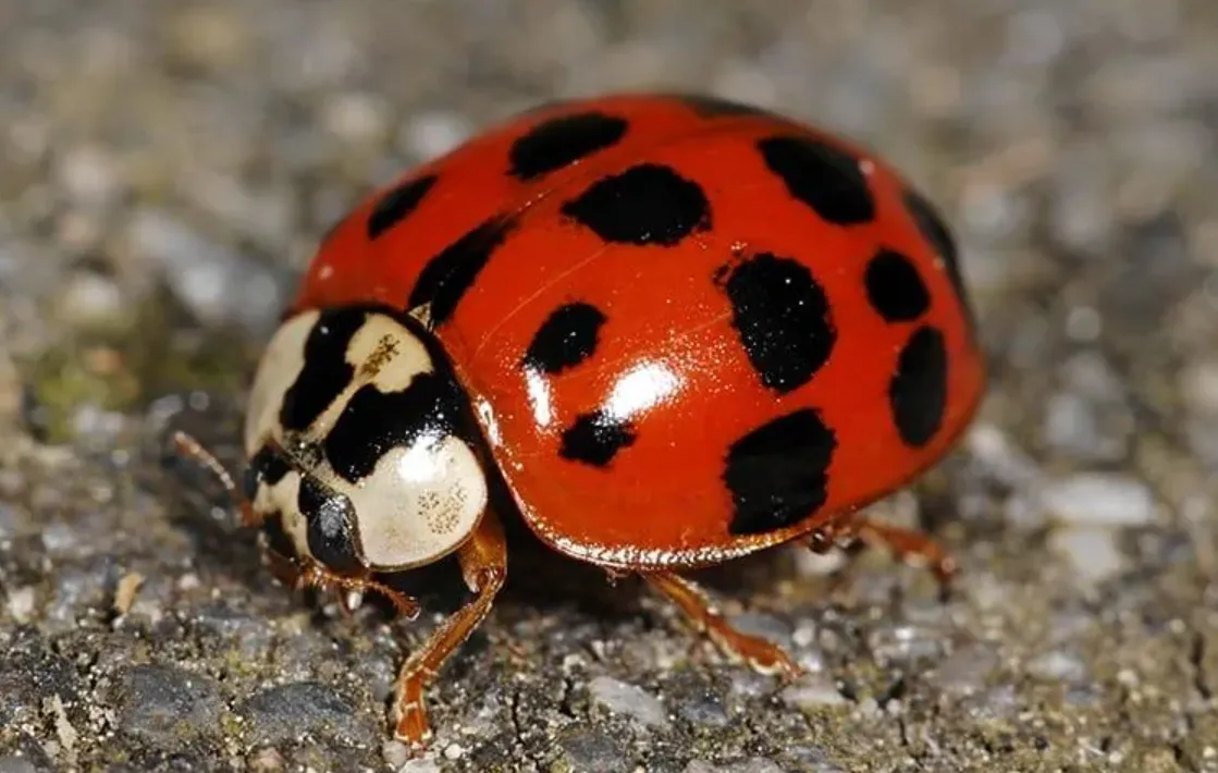 Intricate Life Cycle of Lady Beetles