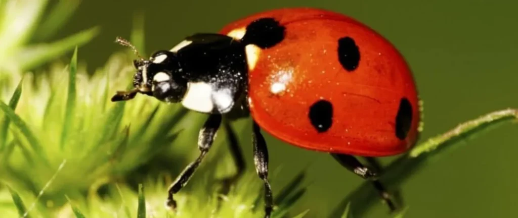 Intricate Life Cycle of Lady Beetles