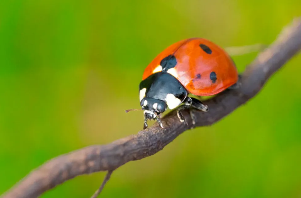 Intricate Life Cycle of Lady Beetles