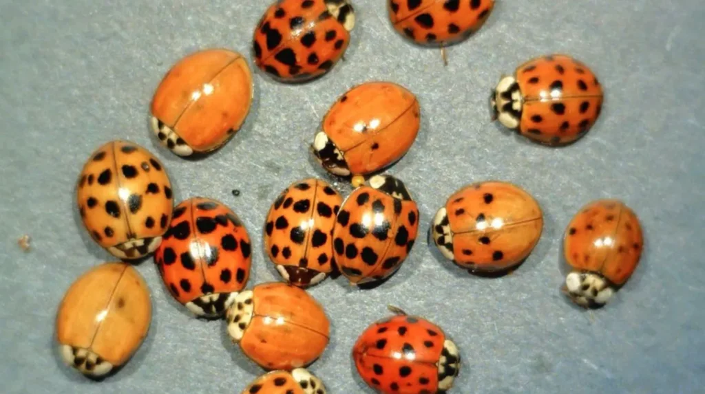 Intricate Life Cycle of Lady Beetles