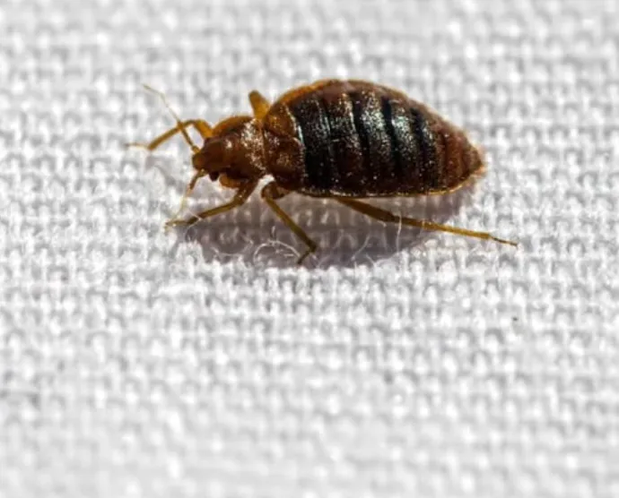 Life Cycle of Bed Bugs