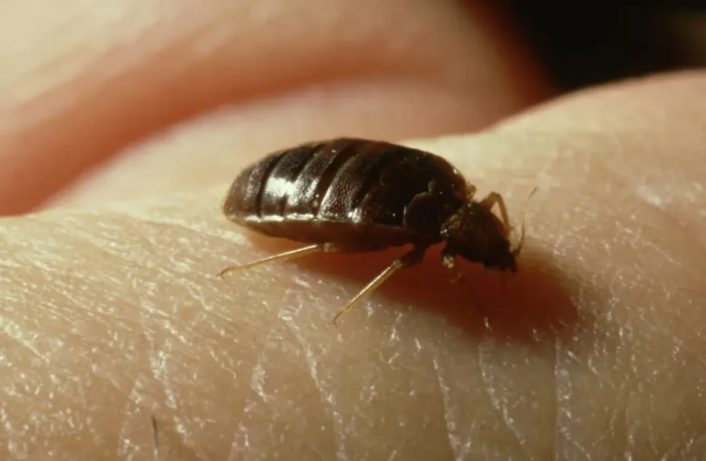 Life Cycle of Bed Bugs