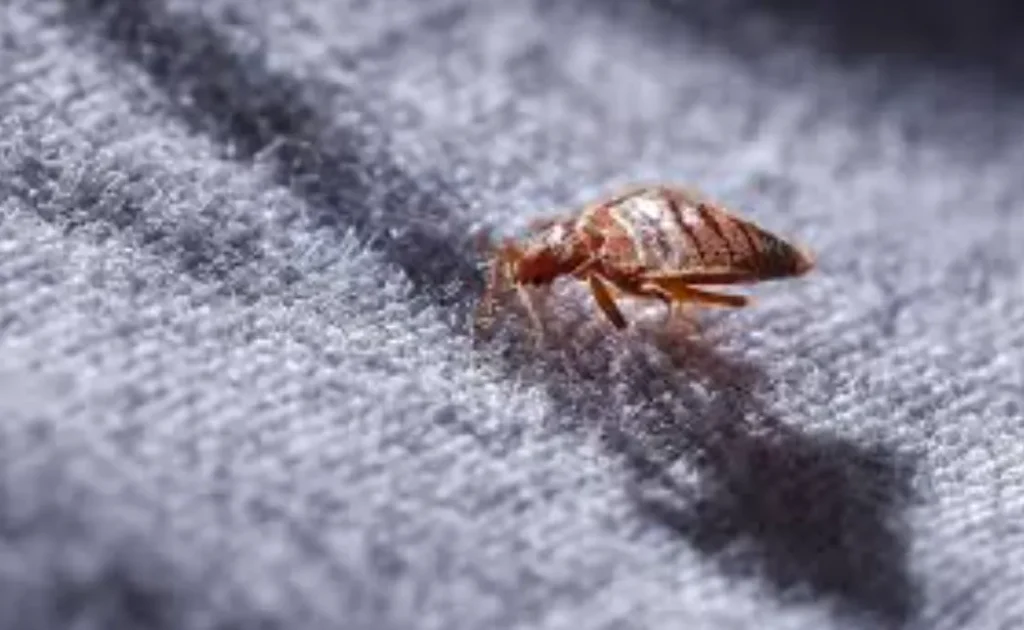 Life Cycle of Bed Bugs