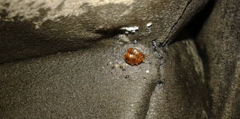 Life Cycle of Bed Bugs