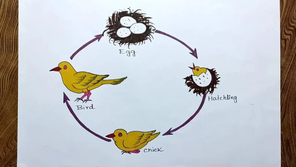 Life Cycle of Birds