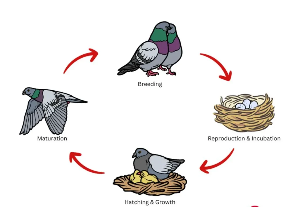 Life Cycle of Birds