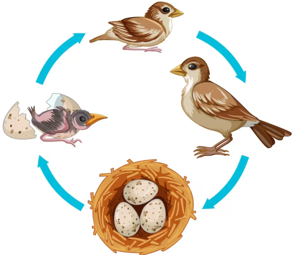 Life Cycle of Birds
