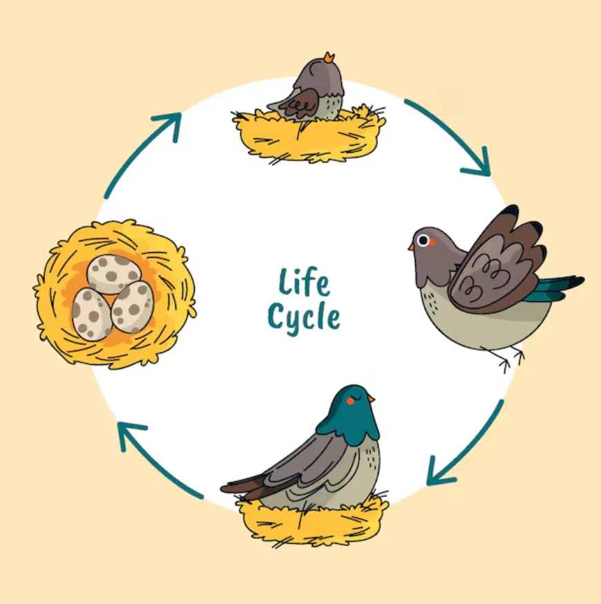Life Cycle of Birds