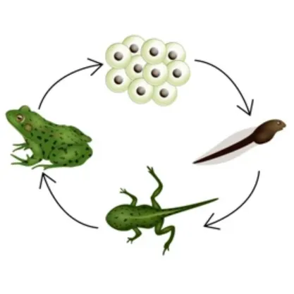 Life Cycle of Frog