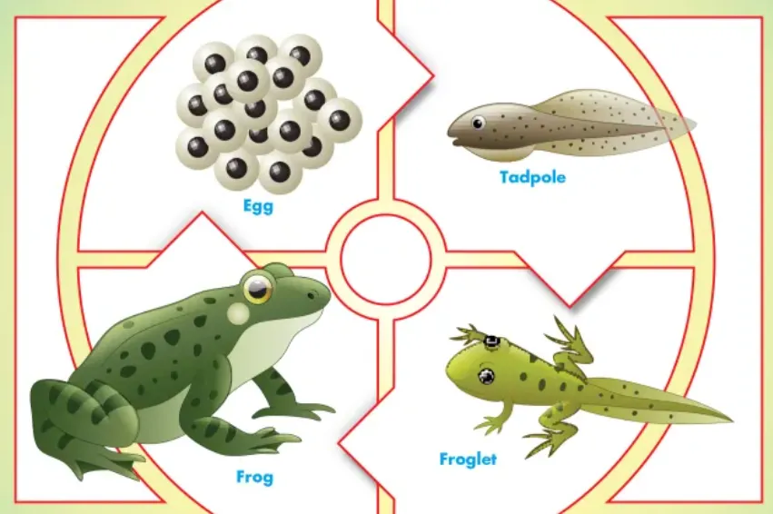 Life Cycle of Frog