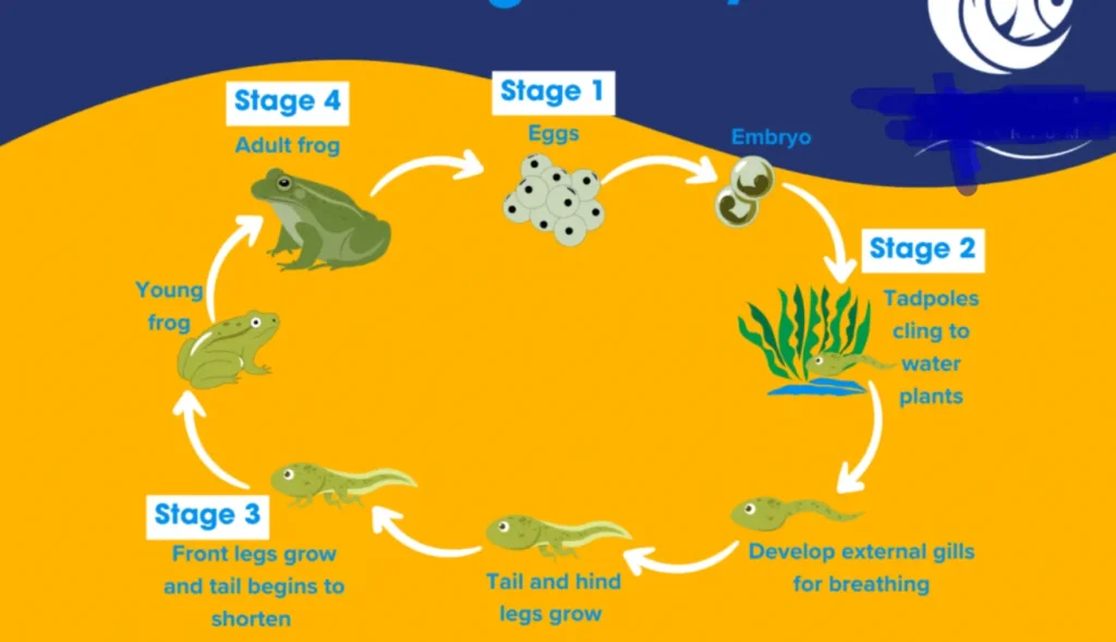 Life Cycle of Frog