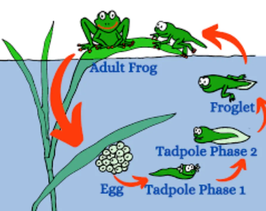 Life Cycle of Frog