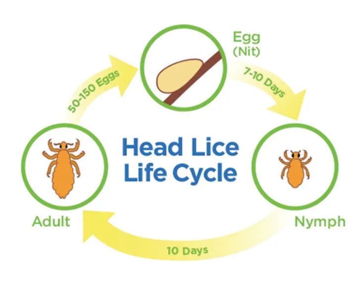 Life Cycle of Head Lice Complete Guide to Eggs, Growth, Treatment & Survival Facts